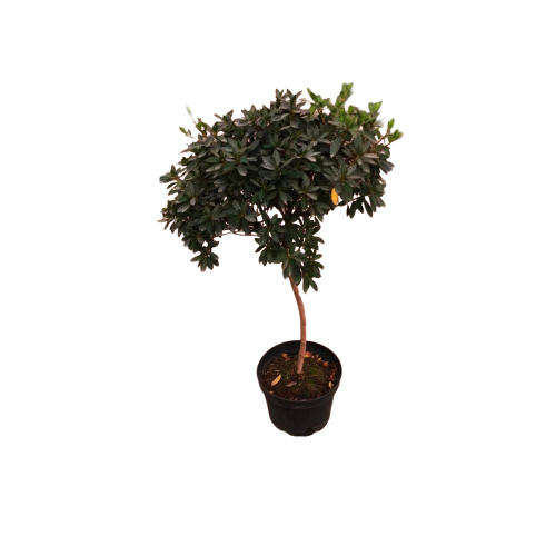 Azalea japónica pie alto