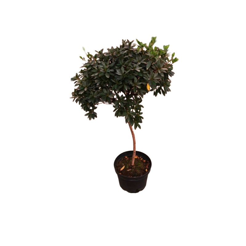 Azalea japónica pie alto