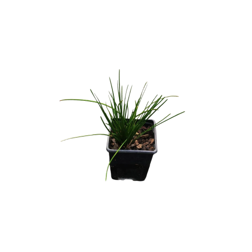 Zefirante