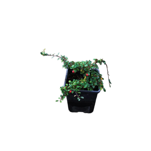 cotoneaster adpresa