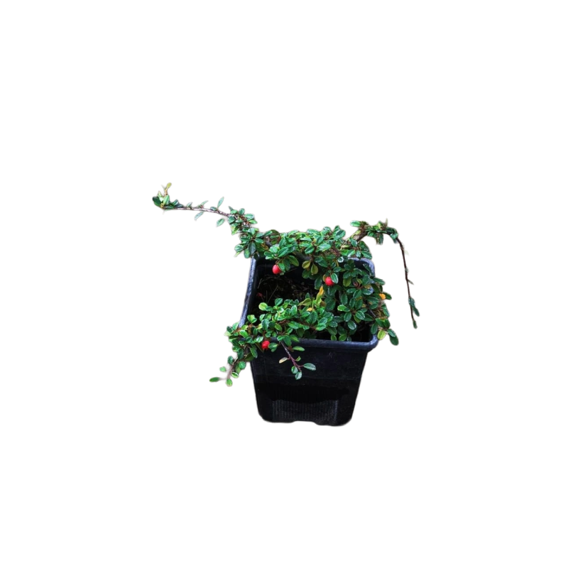 cotoneaster adpresa