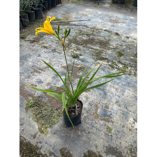 Hemerocallis