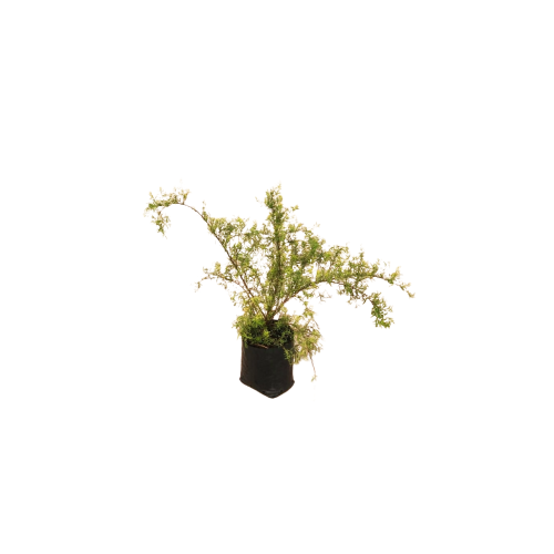 Spirea tumbergii