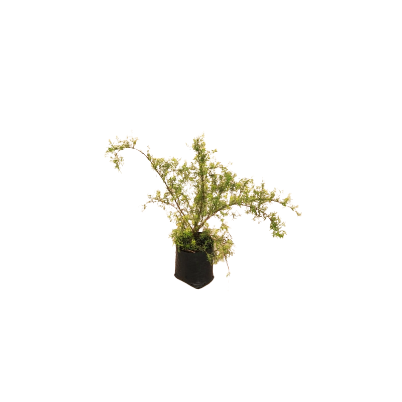 Spirea tumbergii