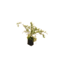 Spirea tumbergii
