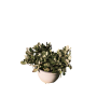 Kalanchoe Gris