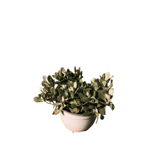 Kalanchoe Gris