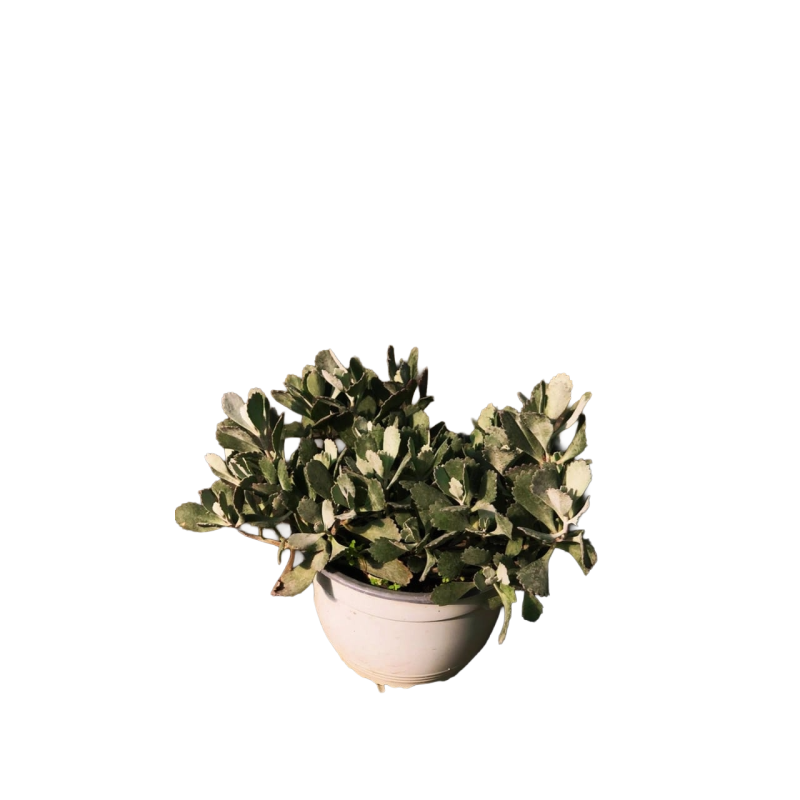 Kalanchoe Gris