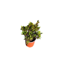 Coprosma  tricolor