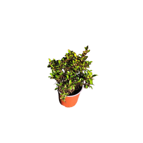 Coprosma  tricolor