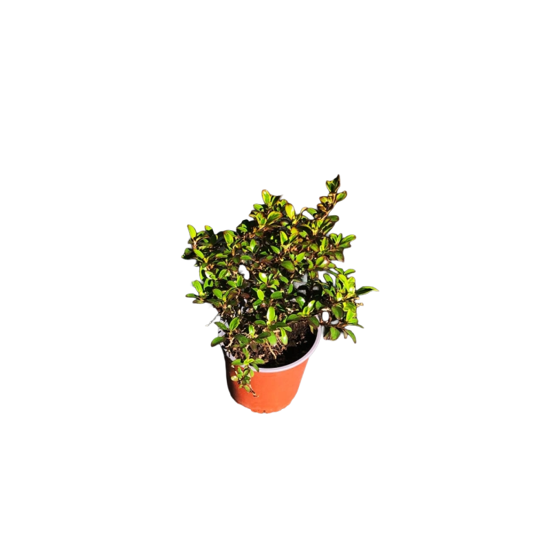 Coprosma  tricolor
