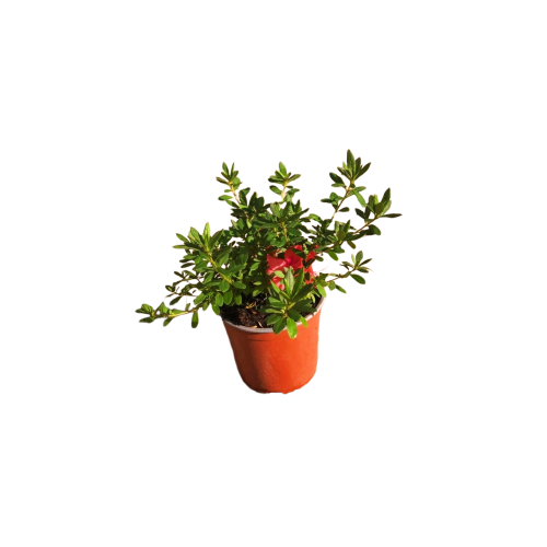 Azalea japónica