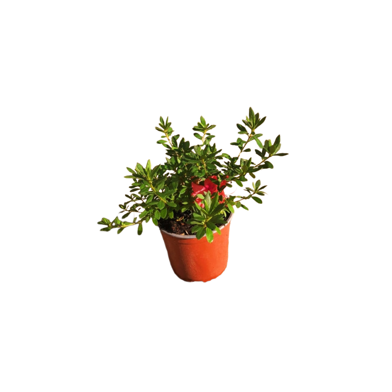 Azalea japónica