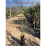 Pimiento Schinus molle
