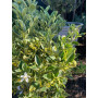 Calamondín Variegado