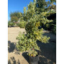 Calamondín Variegado