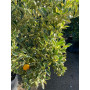 Calamondín Variegado