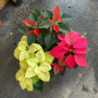 Arreglo Flor del inca 3 Plantas