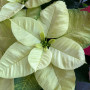 Arreglo Flor del inca 3 Plantas