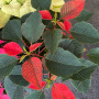 Arreglo Flor del inca 3 Plantas