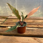 Philodendron Caramel Marble