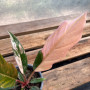 Philodendron Caramel Marble