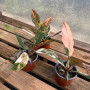 Philodendron Caramel Marble