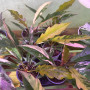 Philodendron Caramel Marble