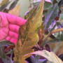 Philodendron Caramel Marble