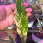Philodendron Caramel Marble