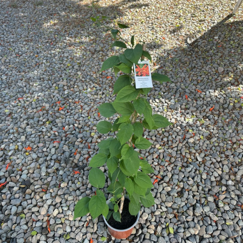 Bignonia Lluvia de Oro (Pyrostegia Venusta)