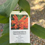 Bignonia Lluvia de Oro (Pyrostegia Venusta)
