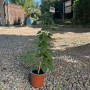 Bignonia Lluvia de Oro (Pyrostegia Venusta)