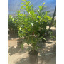 Guayaba