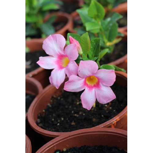Dipladenia