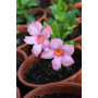 Dipladenia