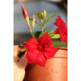 Dipladenia