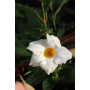 Dipladenia