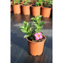 Dipladenia