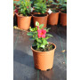 Dipladenia
