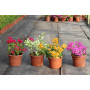 Bougainvillea — Bougainvillea comprar Chile