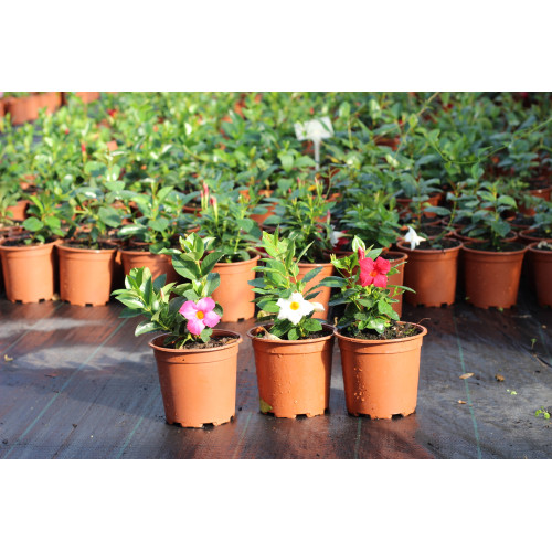 Dipladenia