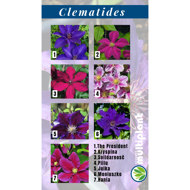 Clematides
