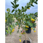 Limequat