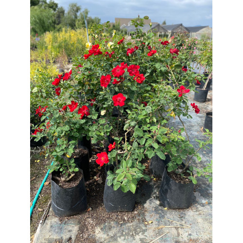 Rosa Trepadora