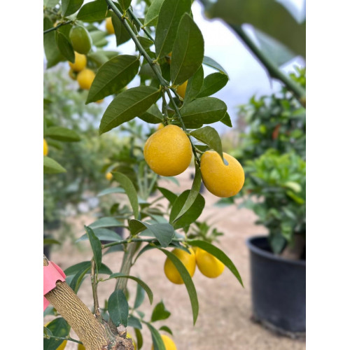 Limequat
