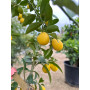 Limequat