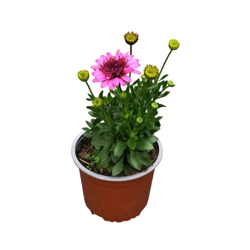 Osteospermum