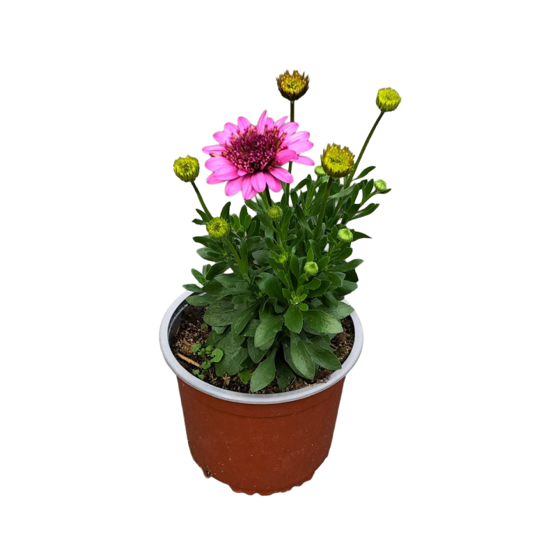 Osteospermum