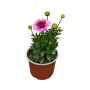 Osteospermum